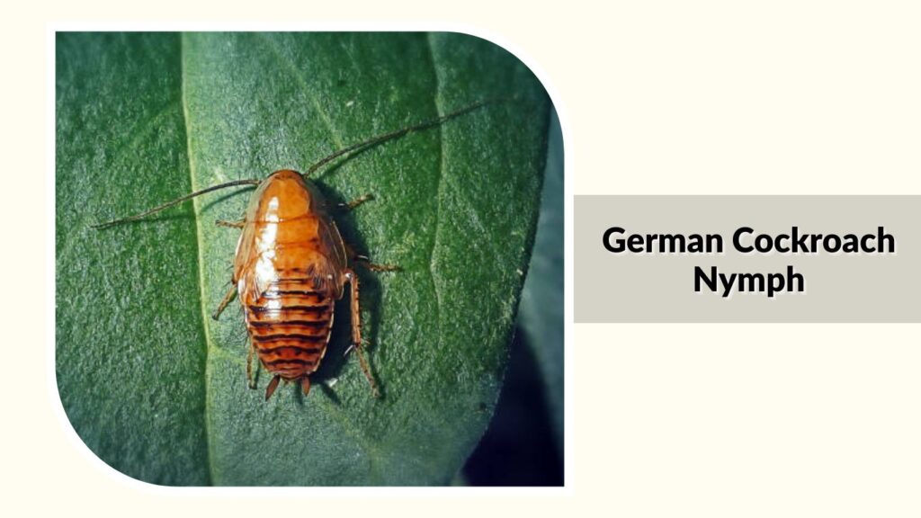 German Cockroach Nymph