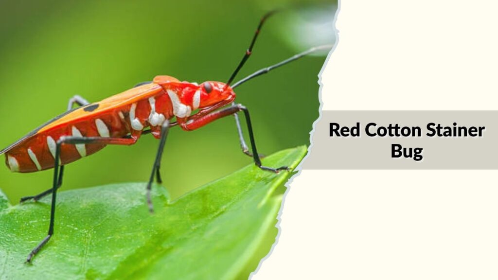 Red Cotton Stainer Bug