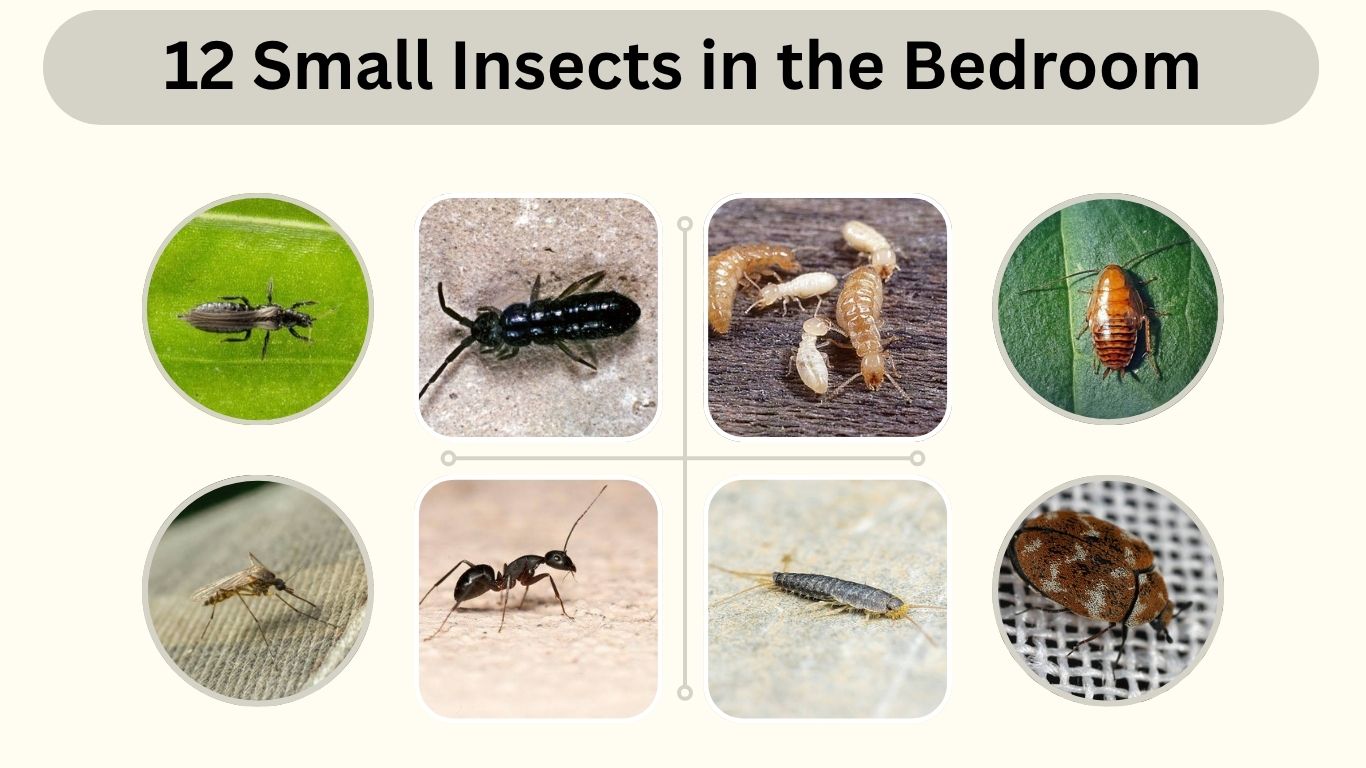 12 Small Insects in the Bedroom: Identification and Control