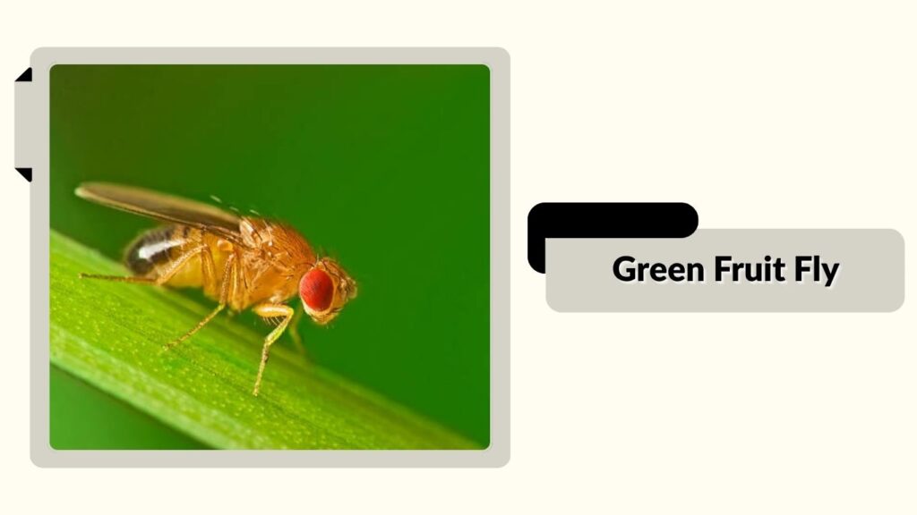 Green Fruit Fly