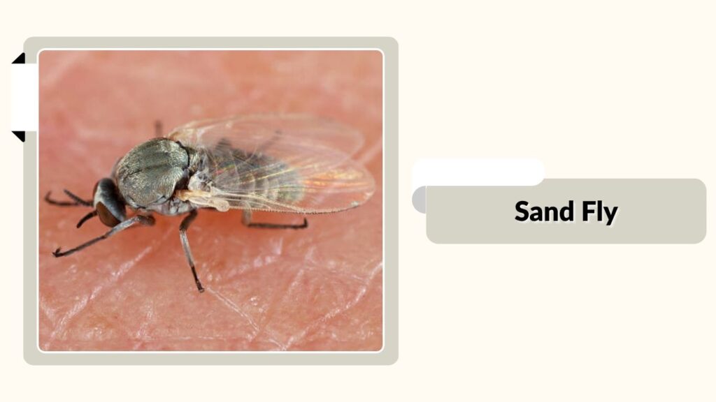 Sand Fly