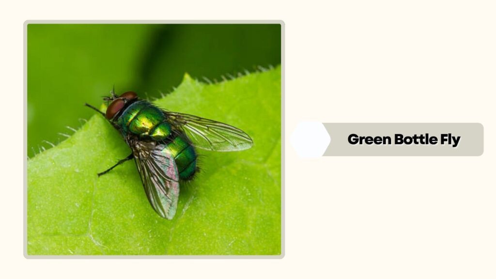 Green Bottle Fly