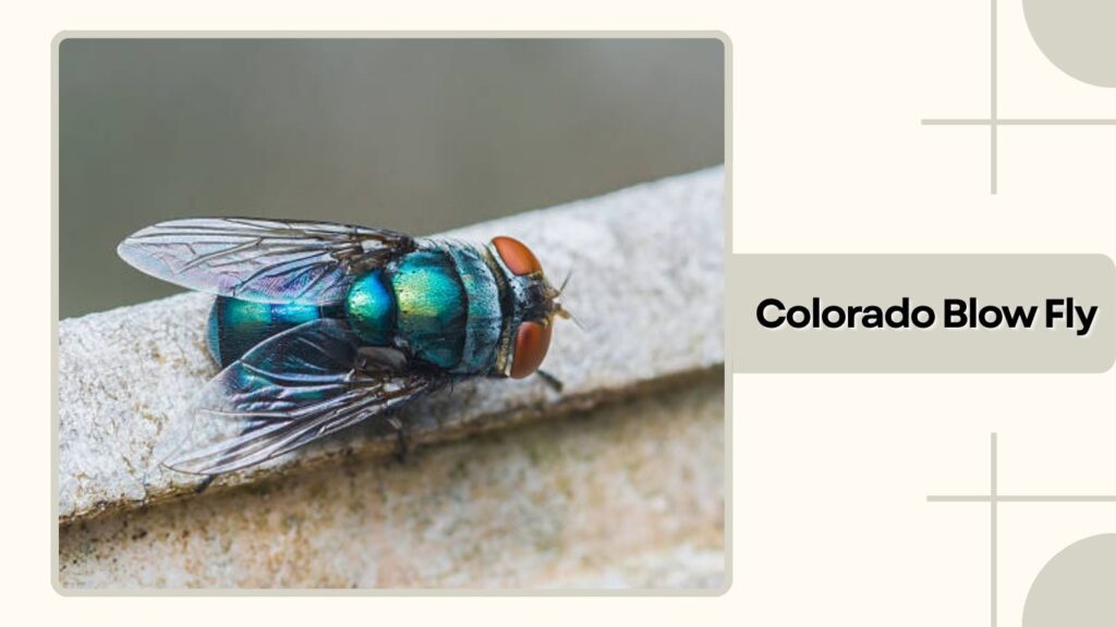 Colorado Blow Fly 