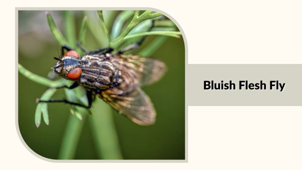 Bluish Flesh Fly 
