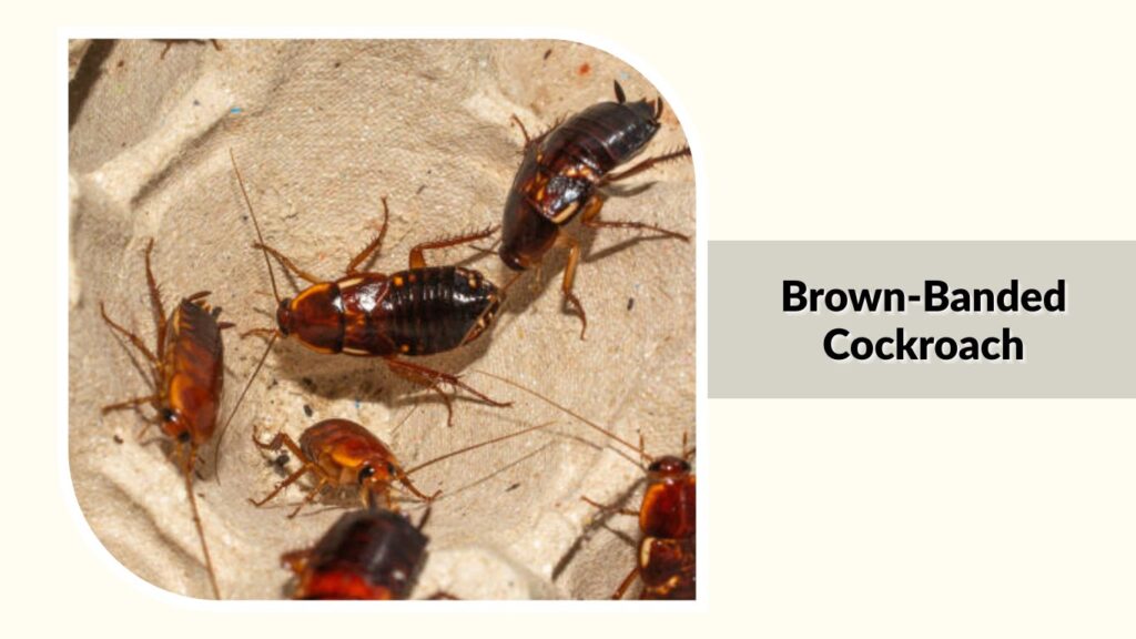 Brown-Banded Cockroach