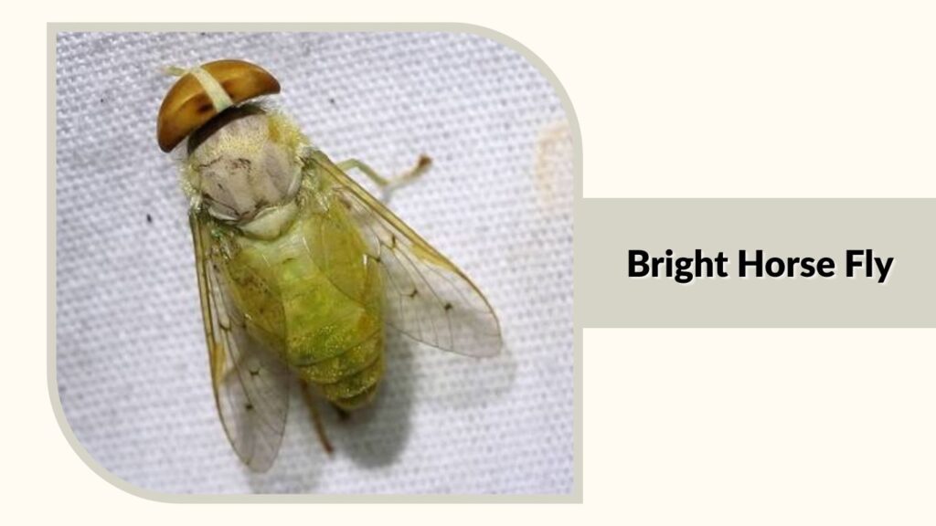 Bright Horse Fly