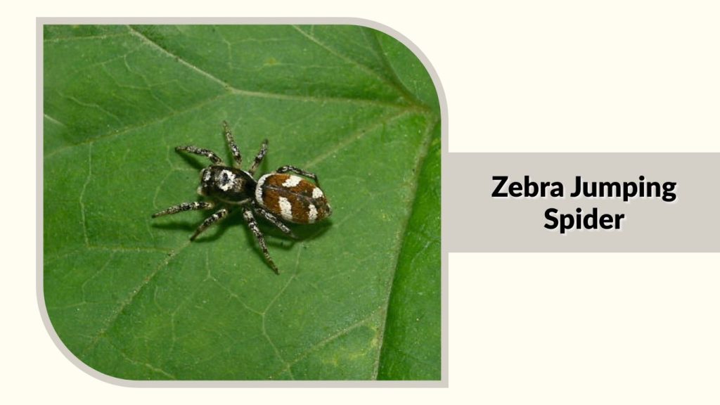 Zebra Jumping Spider