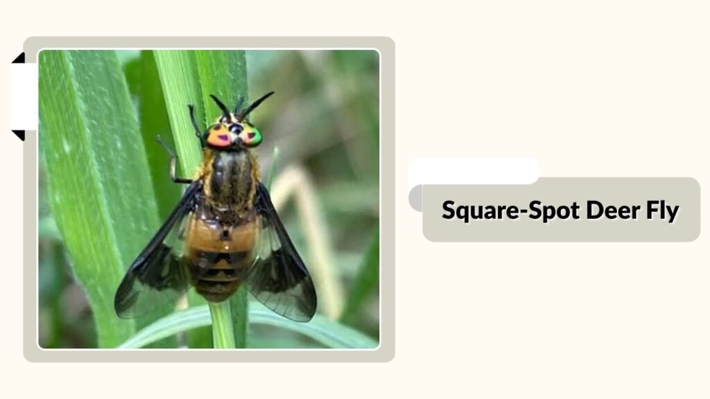 Square-Spot Deer Fly