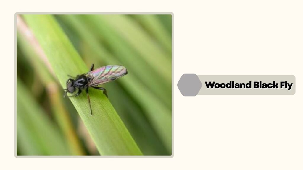  Woodland Black Fly