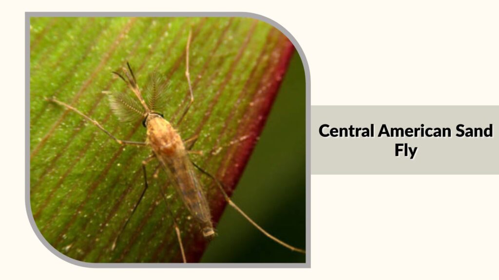 Central American Sand Fly