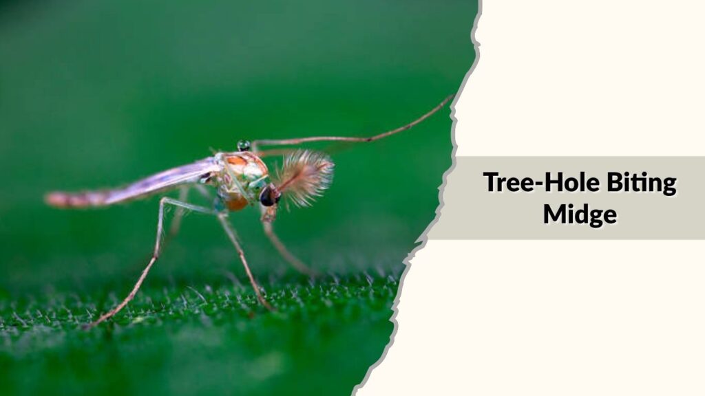 Tree-Hole Biting Midge