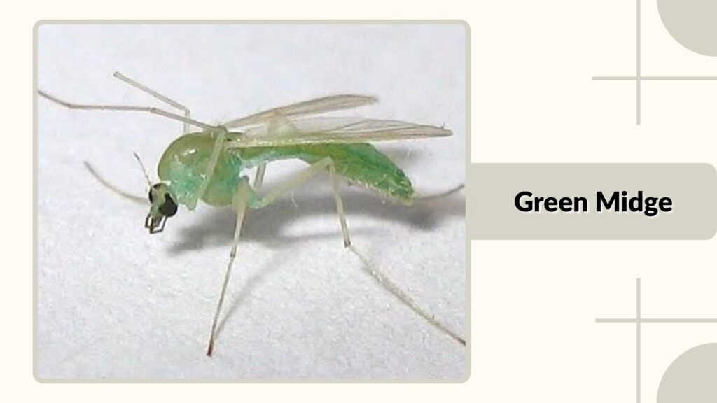  Green Midge