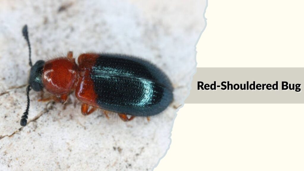 Red-Shouldered Bug