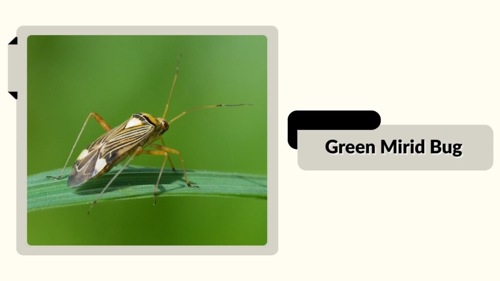 Green Mirid Bug