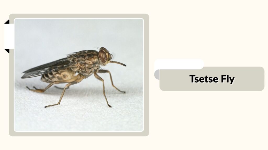  Tsetse Fly