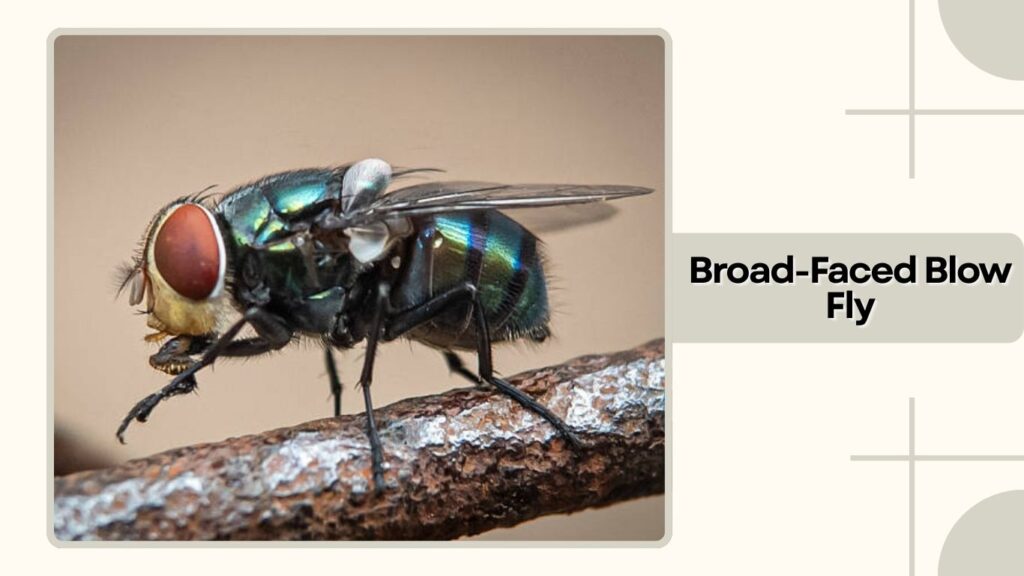  Broad-Faced Blow Fly