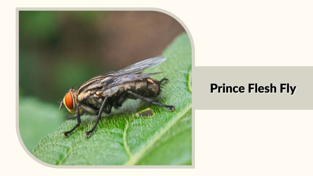  Prince Flesh Fly