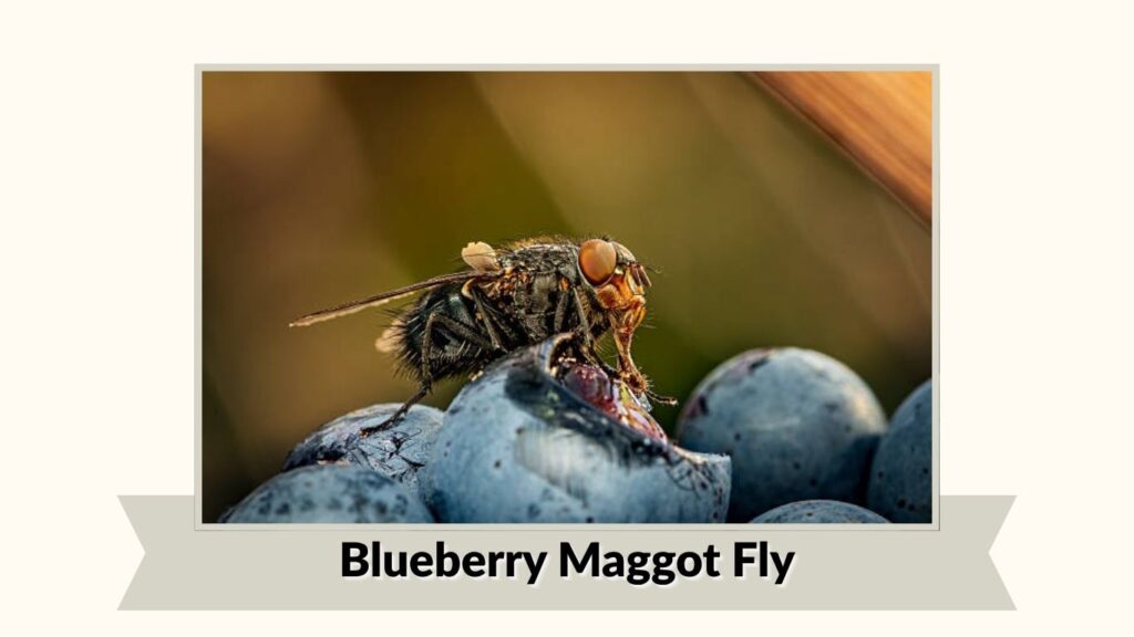 Blueberry Maggot Fly