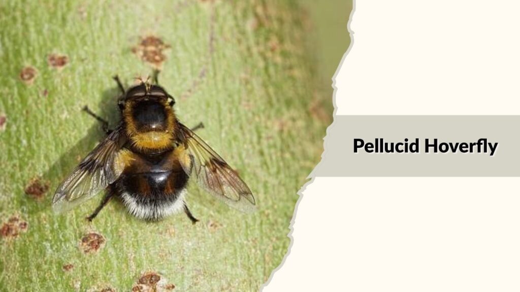 Pellucid Hoverfly