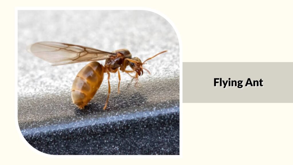  Flying Ant