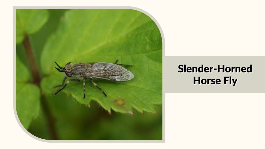  Slender-Horned Horse Fly