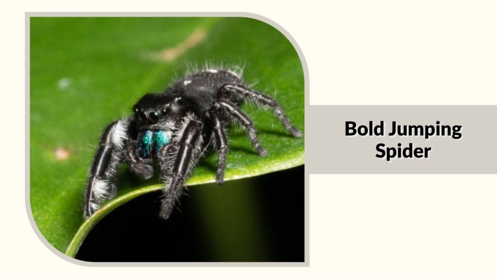 Bold Jumping Spider