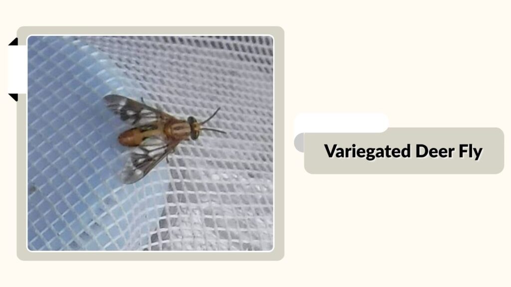  Variegated Deer Fly 