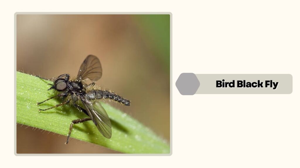 Bird Black Fly