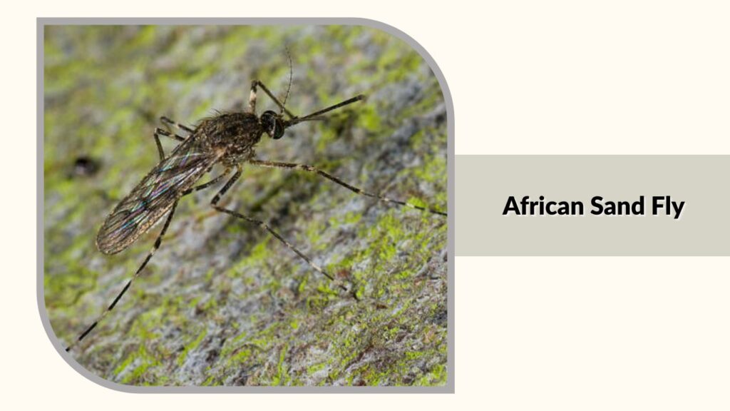  African Sand Fly