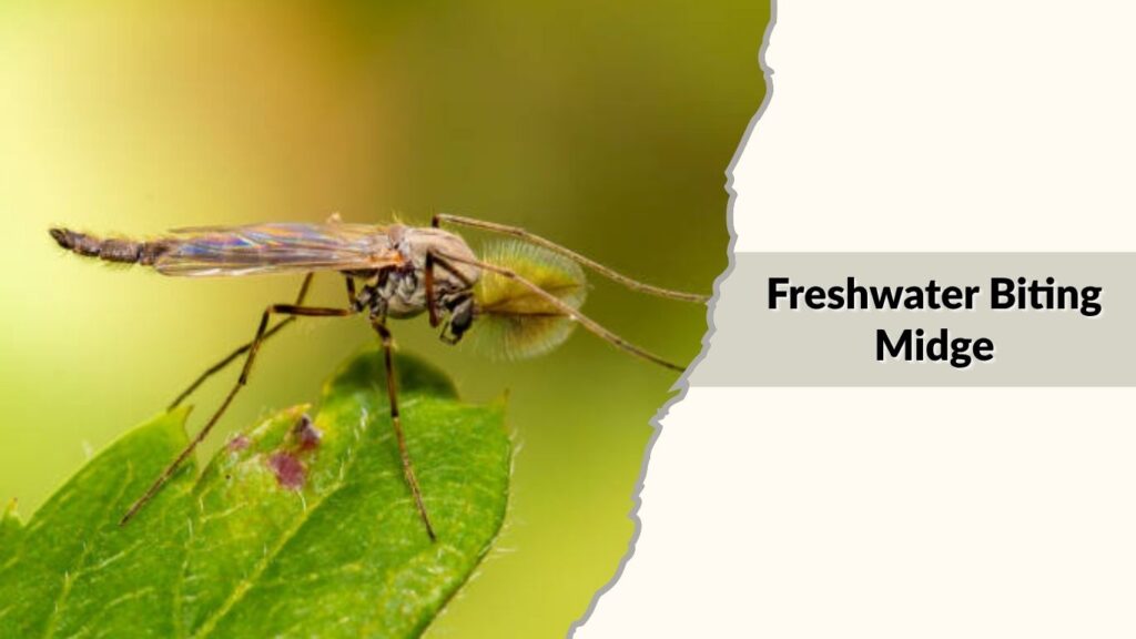 Freshwater Biting Midge