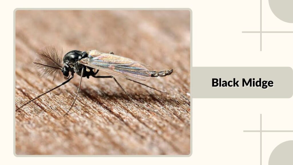 Black Midge