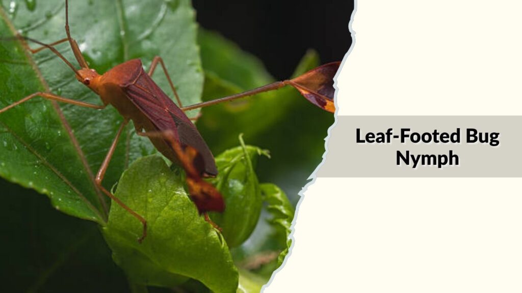 Leaf-Footed Bug Nymph
