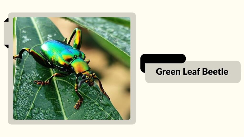 Green Leaf Beetle