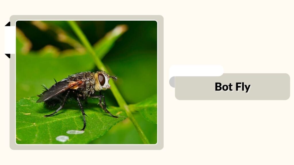 Bot Fly