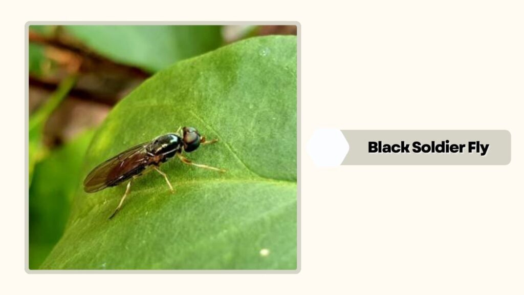 Black Soldier Fly