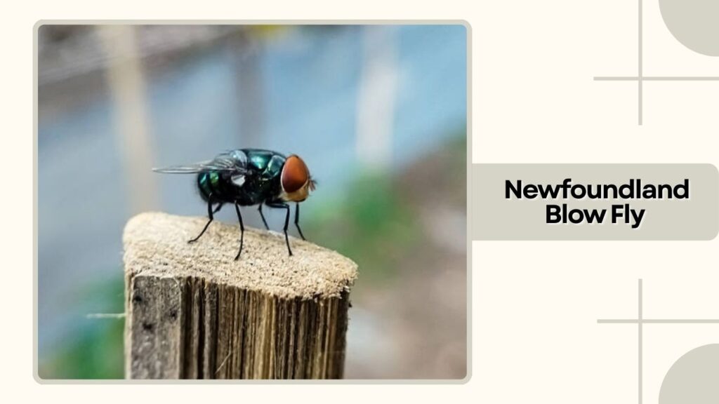 Newfoundland Blow Fly