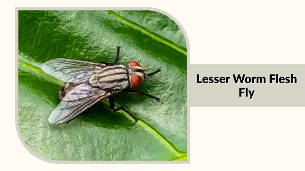 Lesser Worm Flesh Fly