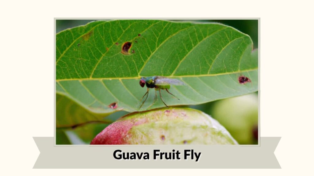 Guava Fruit Fly