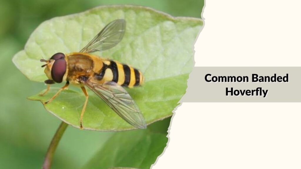  Common Banded Hoverfly