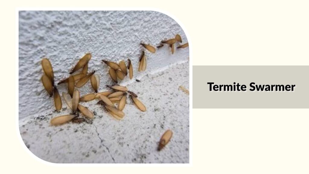 Termite Swarmer