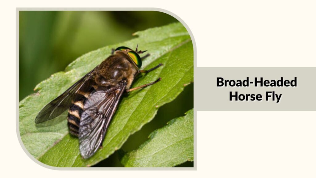 Broad-Headed Horse Fly
