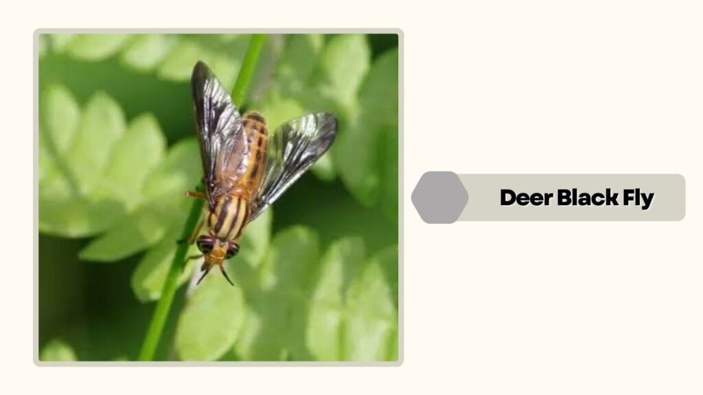 Deer Black Fly