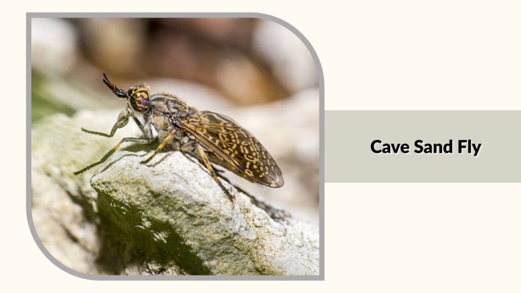Cave Sand Fly