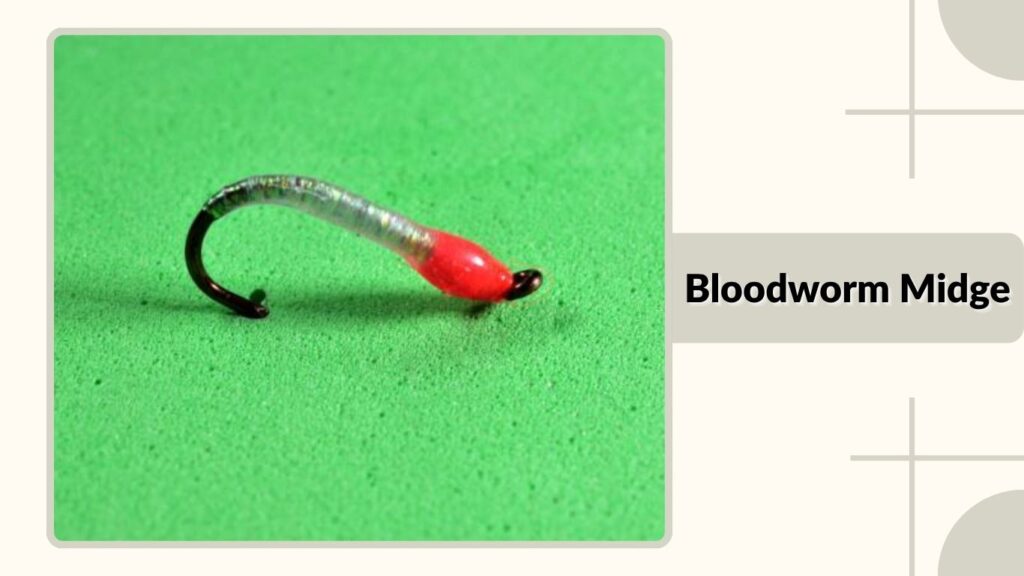 Bloodworm Midge