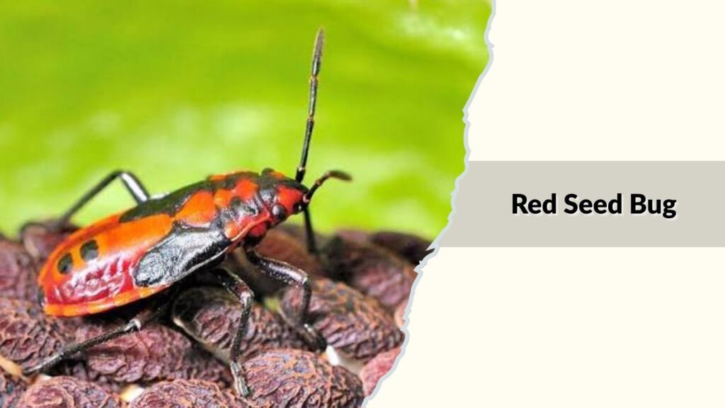 Red Seed Bug