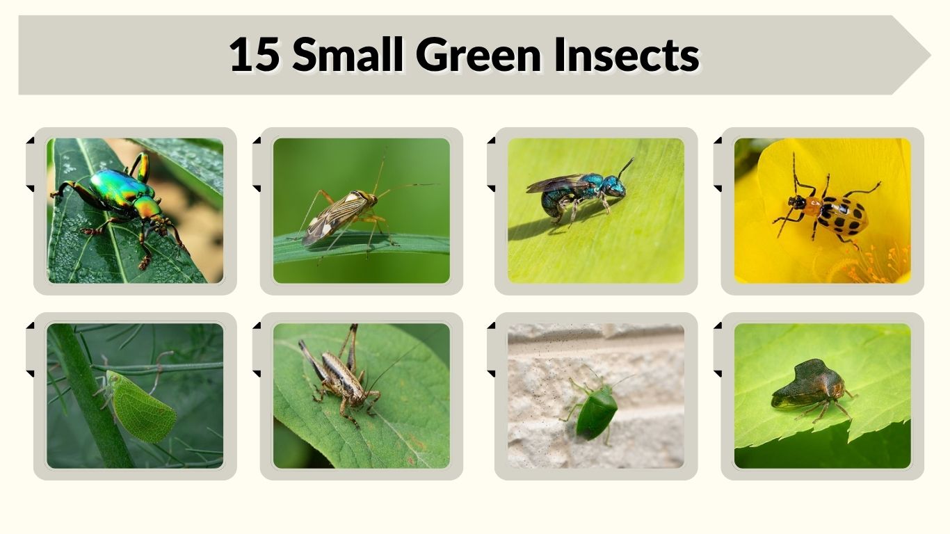 15 Small Green Insects: Identification, Bites, and Plant Damage