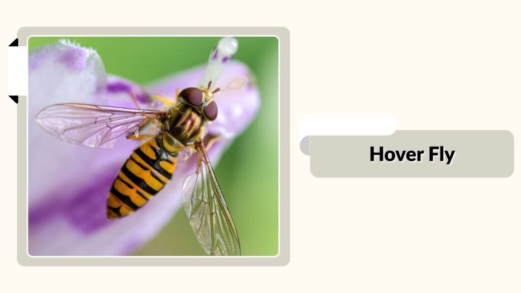 Hover Fly