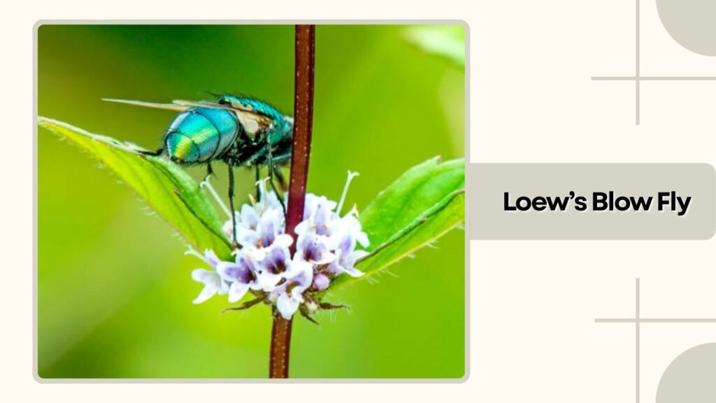 Loew’s Blow Fly 
