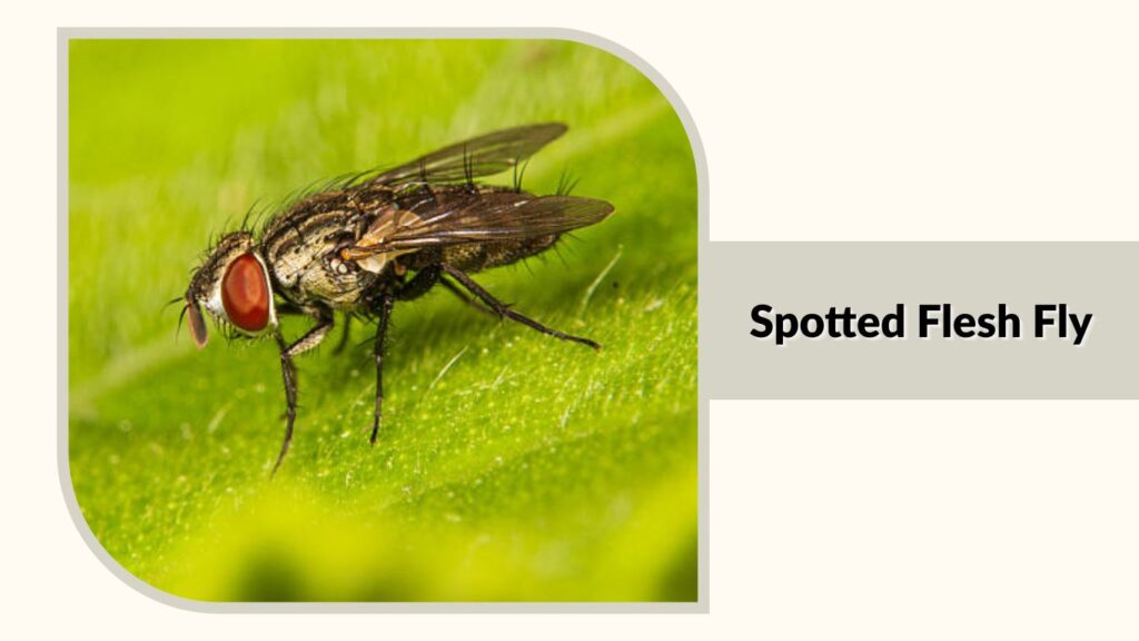  Spotted Flesh Fly