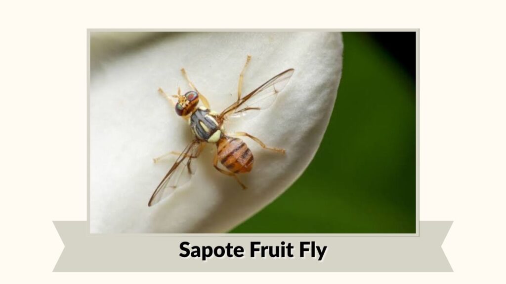  Sapote Fruit Fly